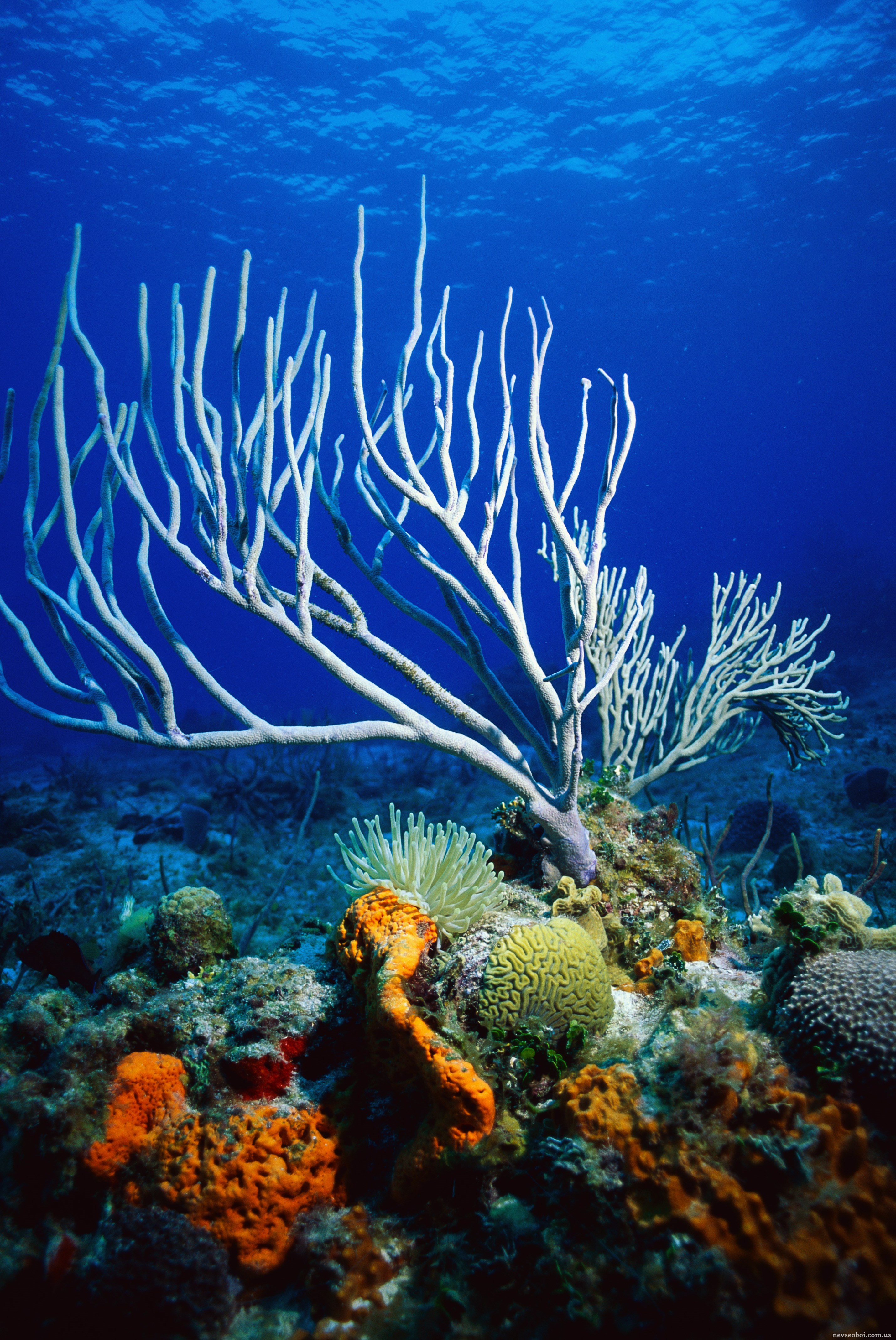 Водоросли на морском дне. Подводные растения. Подводные пейзажи. Морское дно с кораллами. Подводный мир водоросли.