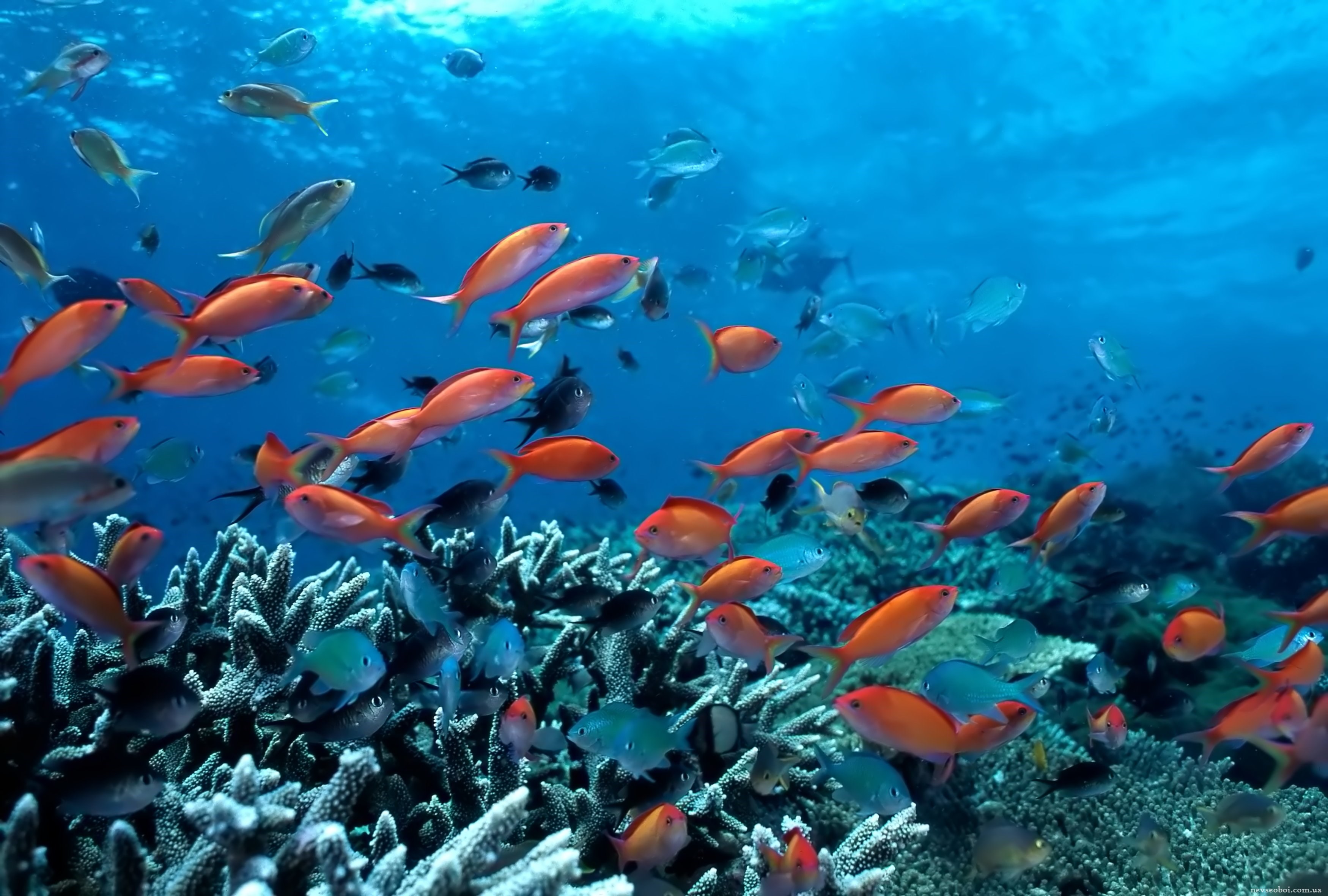 Жизнь морского океана. Рыбы в океане. Рыбки в море. Подводный мир рыбки. Морское дно.