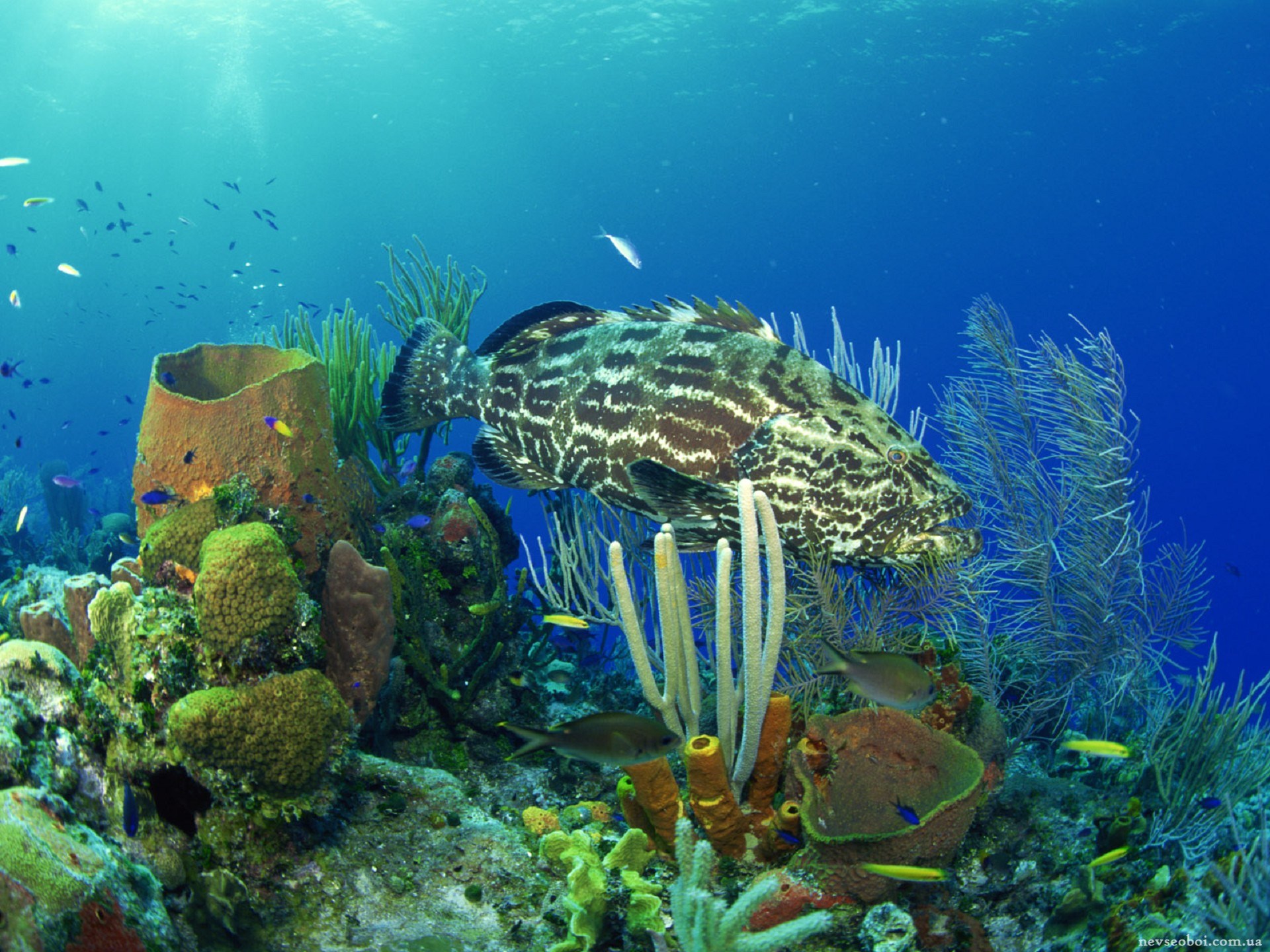 Видео океана лучшее. Рифы в океане. Подводный риф риф. Морской мир. Морское дно.