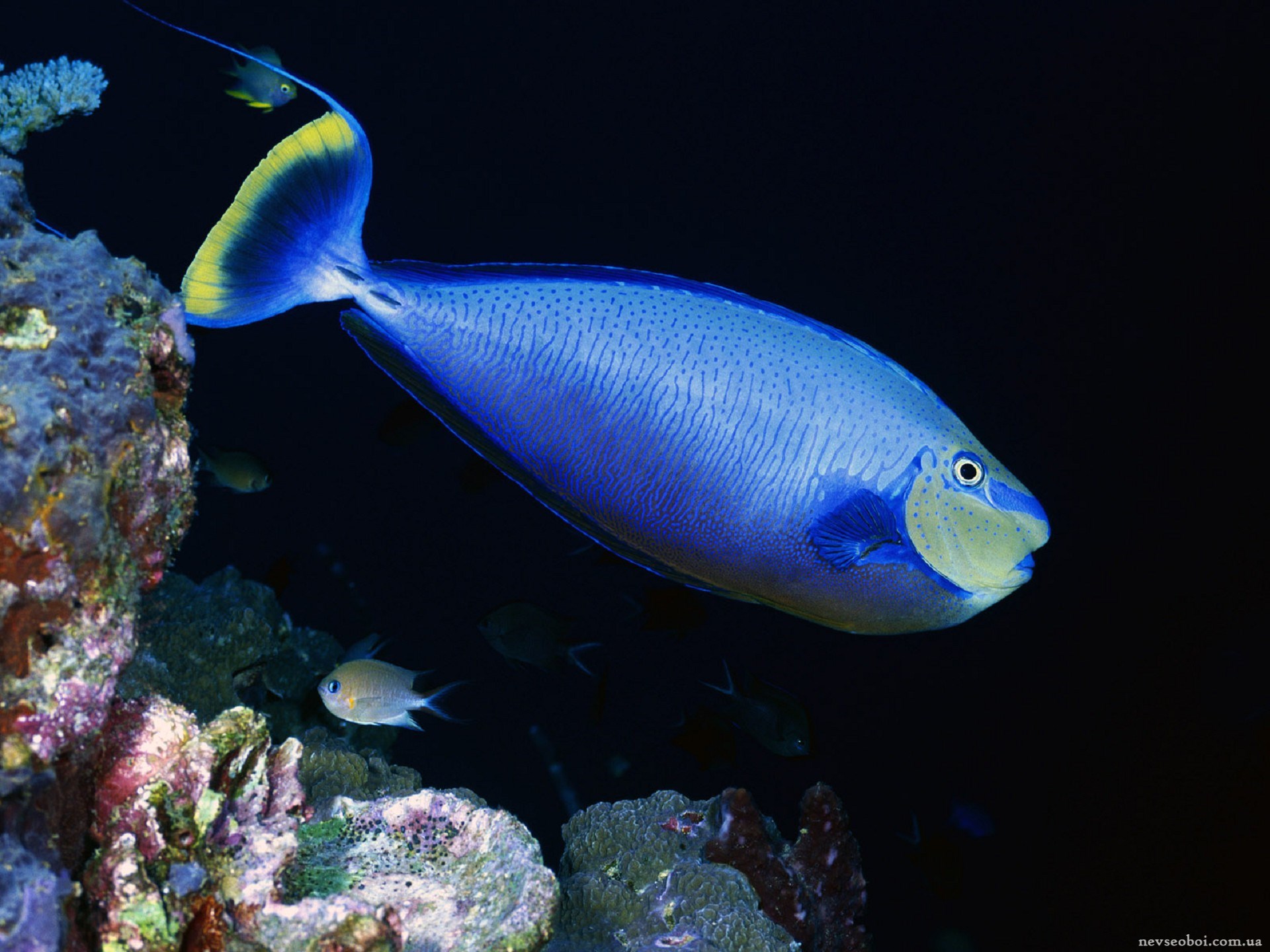 Морская рыба фото и названия. Морские рыбы. Океанические рыбы. Красивые рыбы. Голубая рыба.