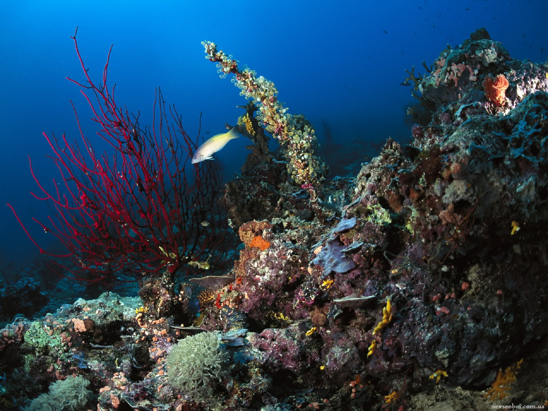 Картинка на дне моря. Подводный риф риф. Средиземное море рифы. Кораллы Средиземного моря. Подводный мир Каспийского моря.