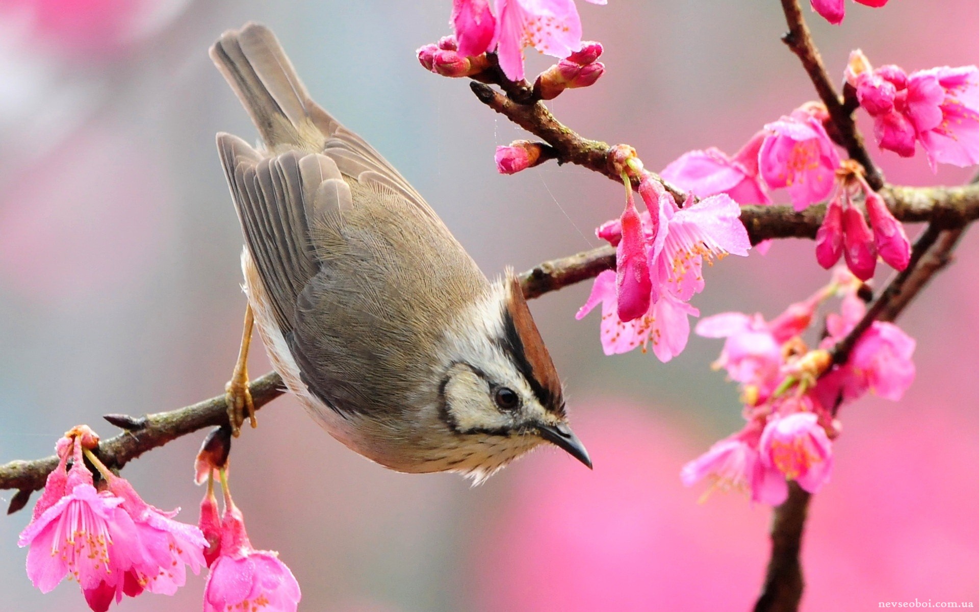 Приход весны птицы. Весенние птички. Природа птицы. Птицы весной.