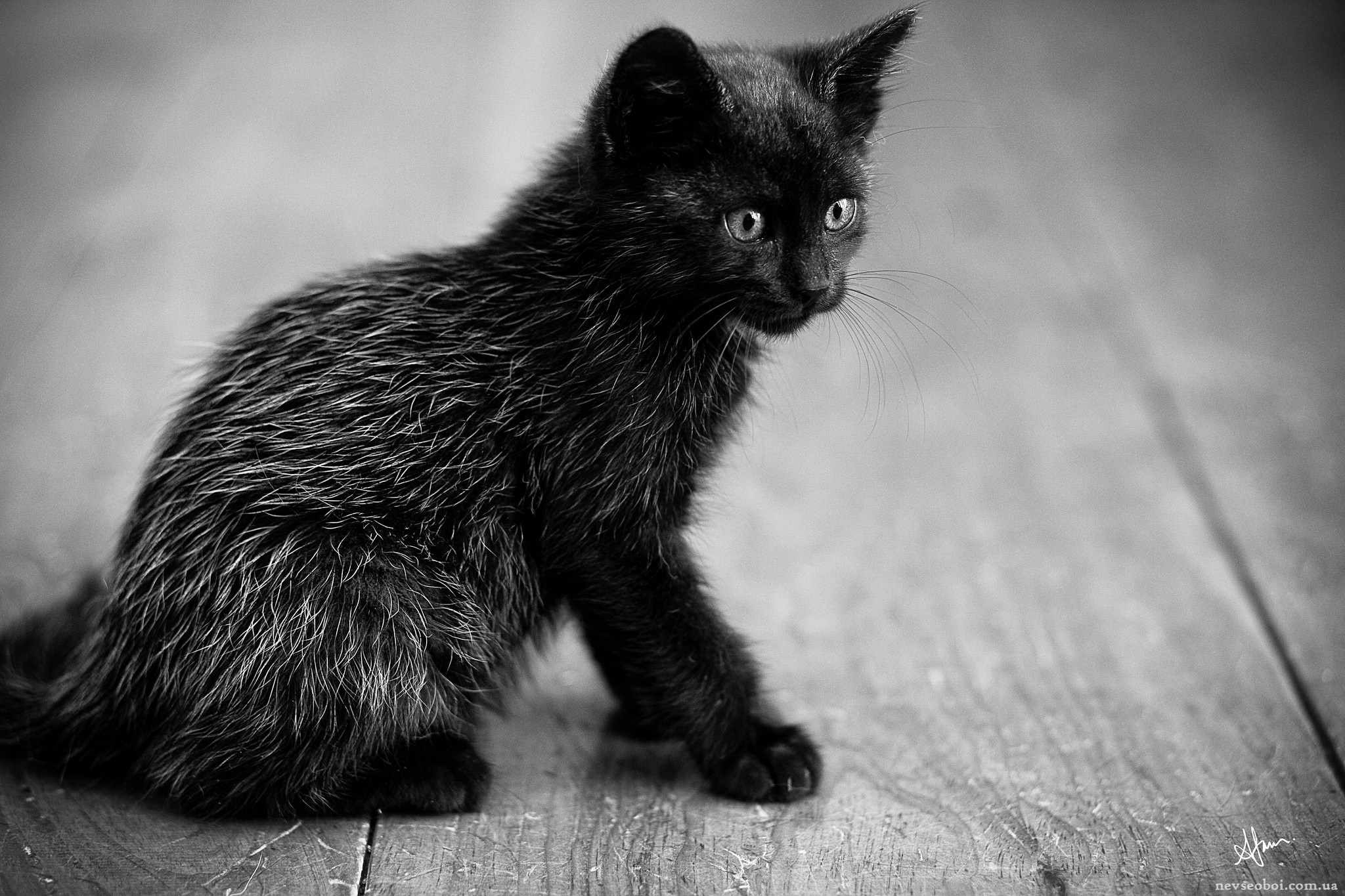Маленький черный белый котенок. Черный котенок. Котенок черно-белый. Маленький черный котенок. Черная кошка.