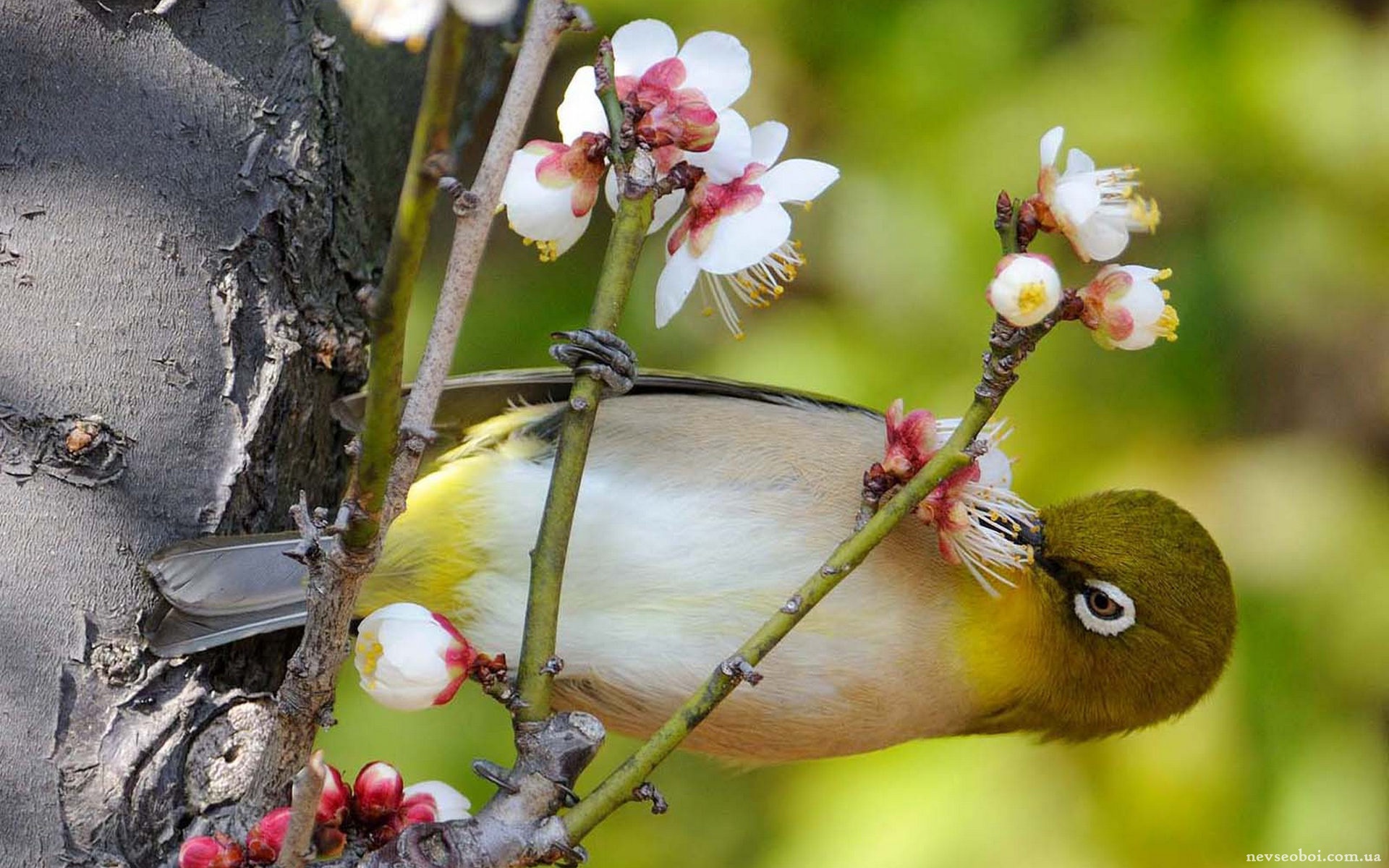 Bird may. Японская белоглазка угуйсу. Птицы весной. Природа птицы.