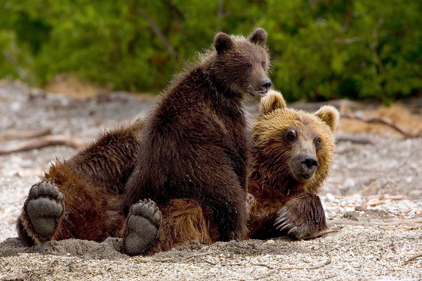 Популяция бурых медведей. Гобийский медведь. Медведь Пестун. Гобийский бурый медведь. Медведь Гризли с медвежатами.