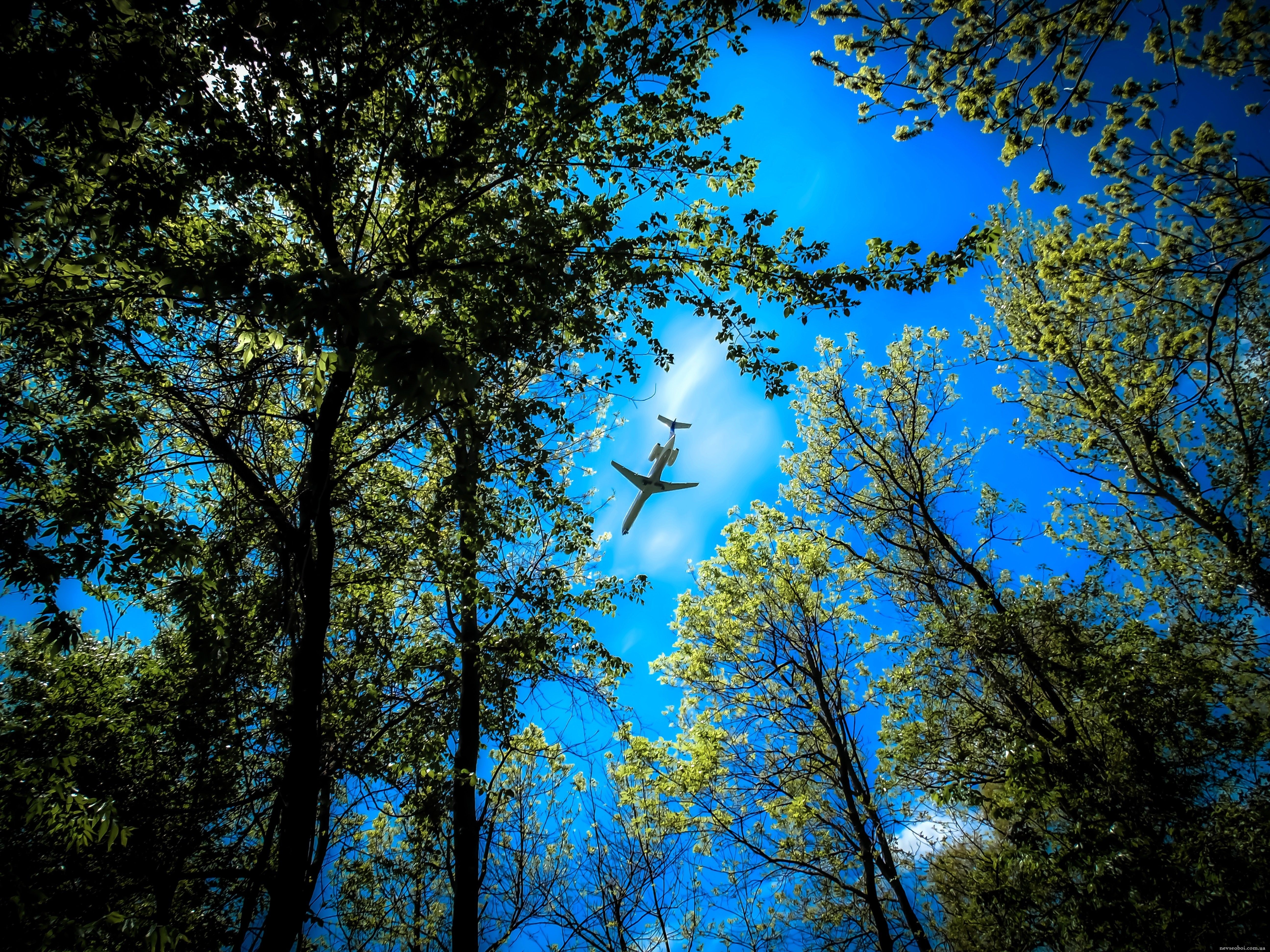 Flying tree. Верхушки деревьев. Небо сквозь деревья. Небо сквозь верхушки деревьев. Самолет на фоне природы.