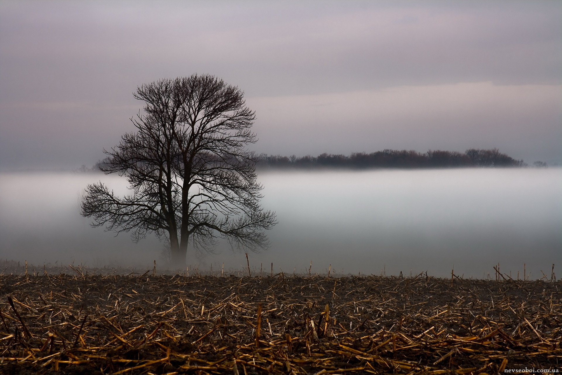 Пелена трава. Поземный туман. Пейзаж одинокое дерево. Туманный пейзаж. Деревья в тумане.