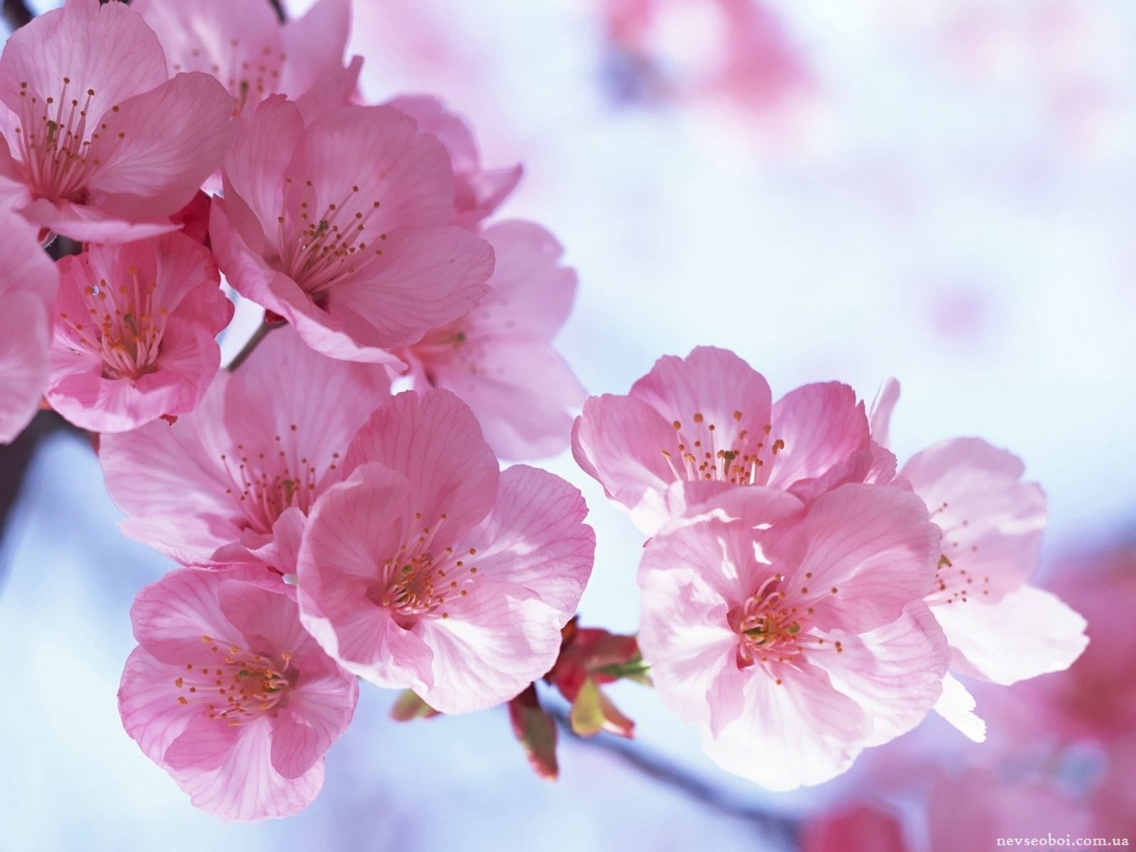 С днем рождения женщине весной открытки. Весенние цветы. Нежные весенние цветы. Цветы Сакуры. Цветы яблони.