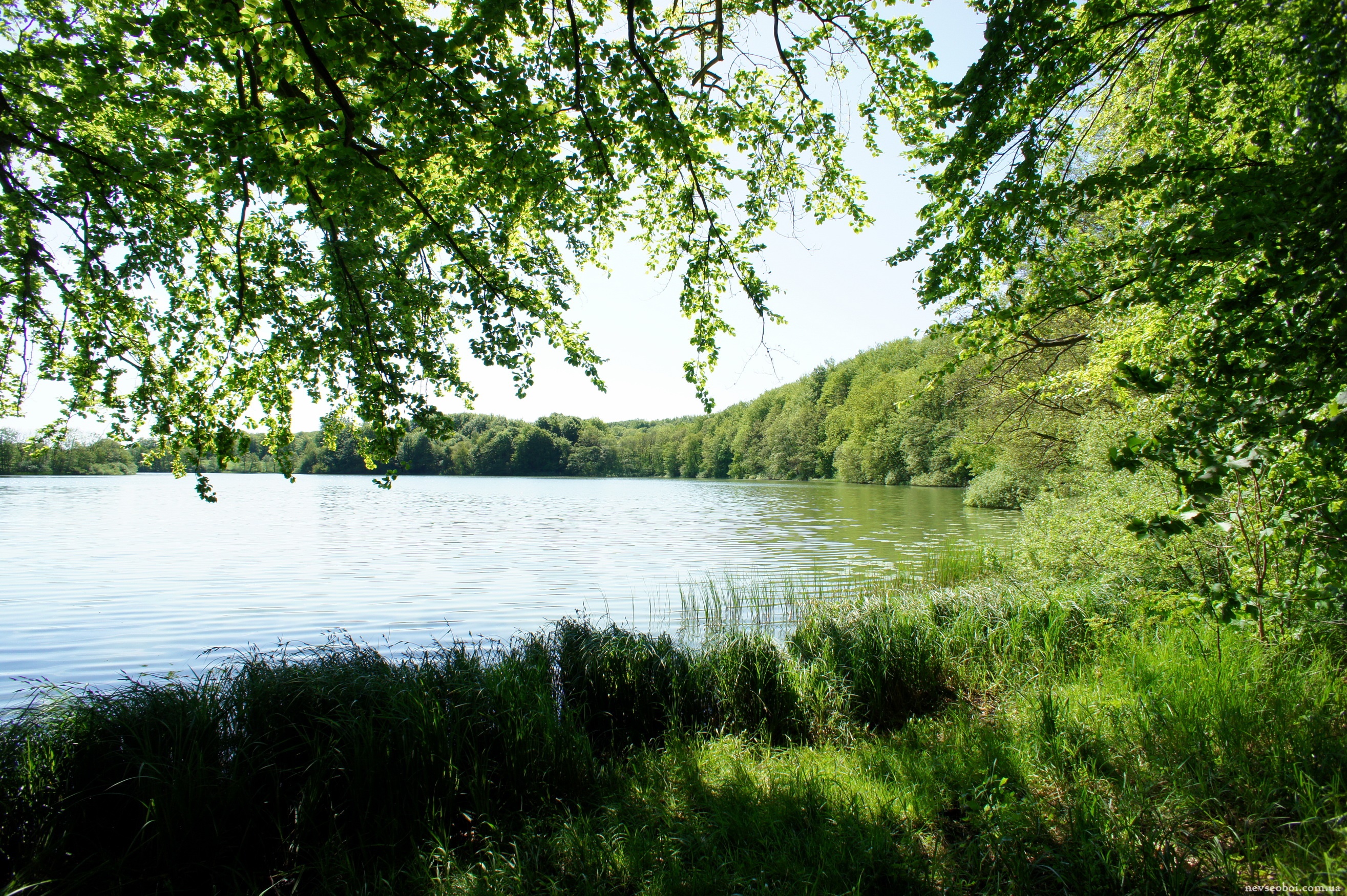 Озеро возле леса. Лесное озеро Пензенская область. Природа река. Природа лес река. Природа озеро.