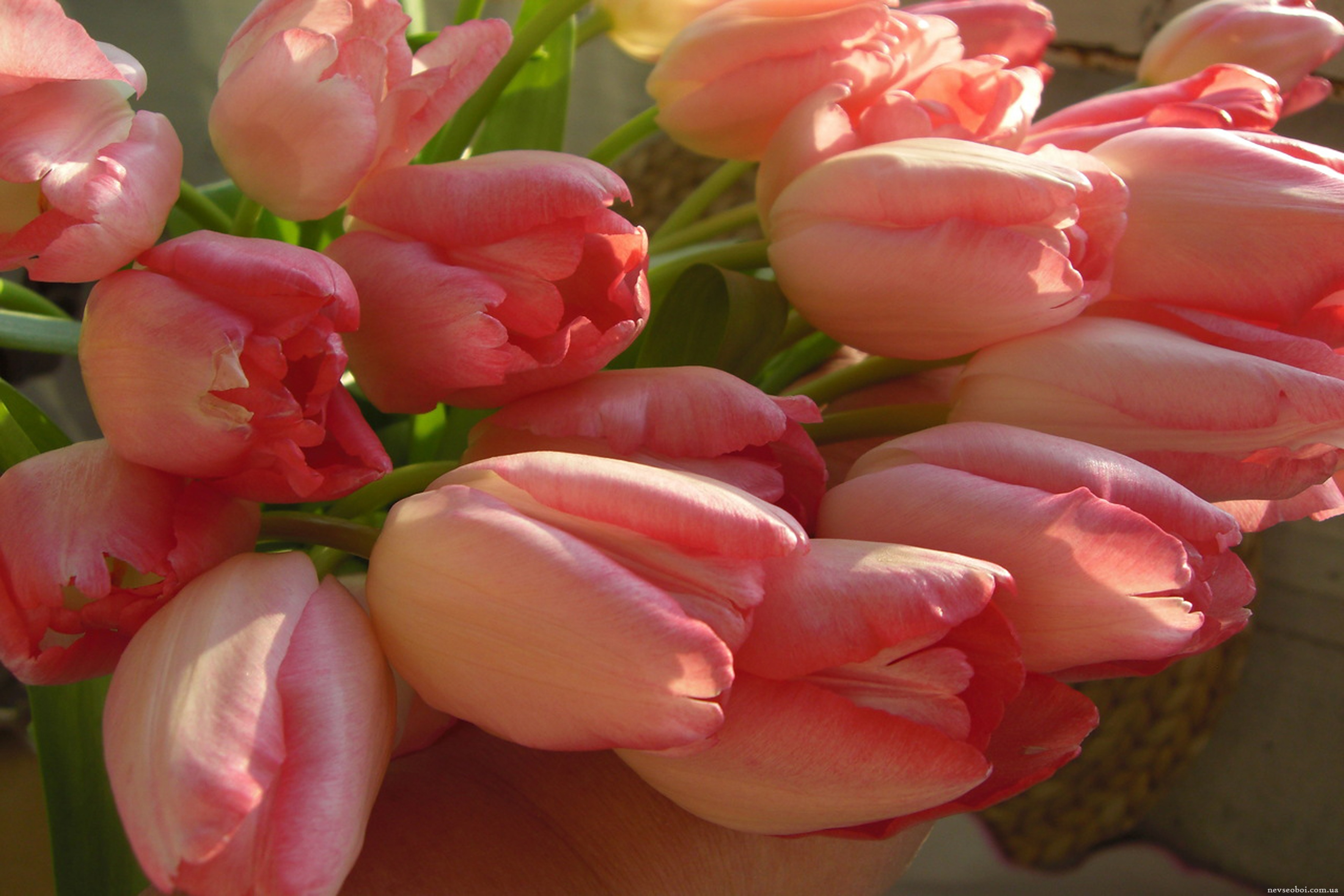 Что значат розовые тюльпаны. Тюльпан Ментон. Тюльпан Bolroyal Pink. Тюльпан Ментон Экзотик. Тюльпан пионовидный розовый.