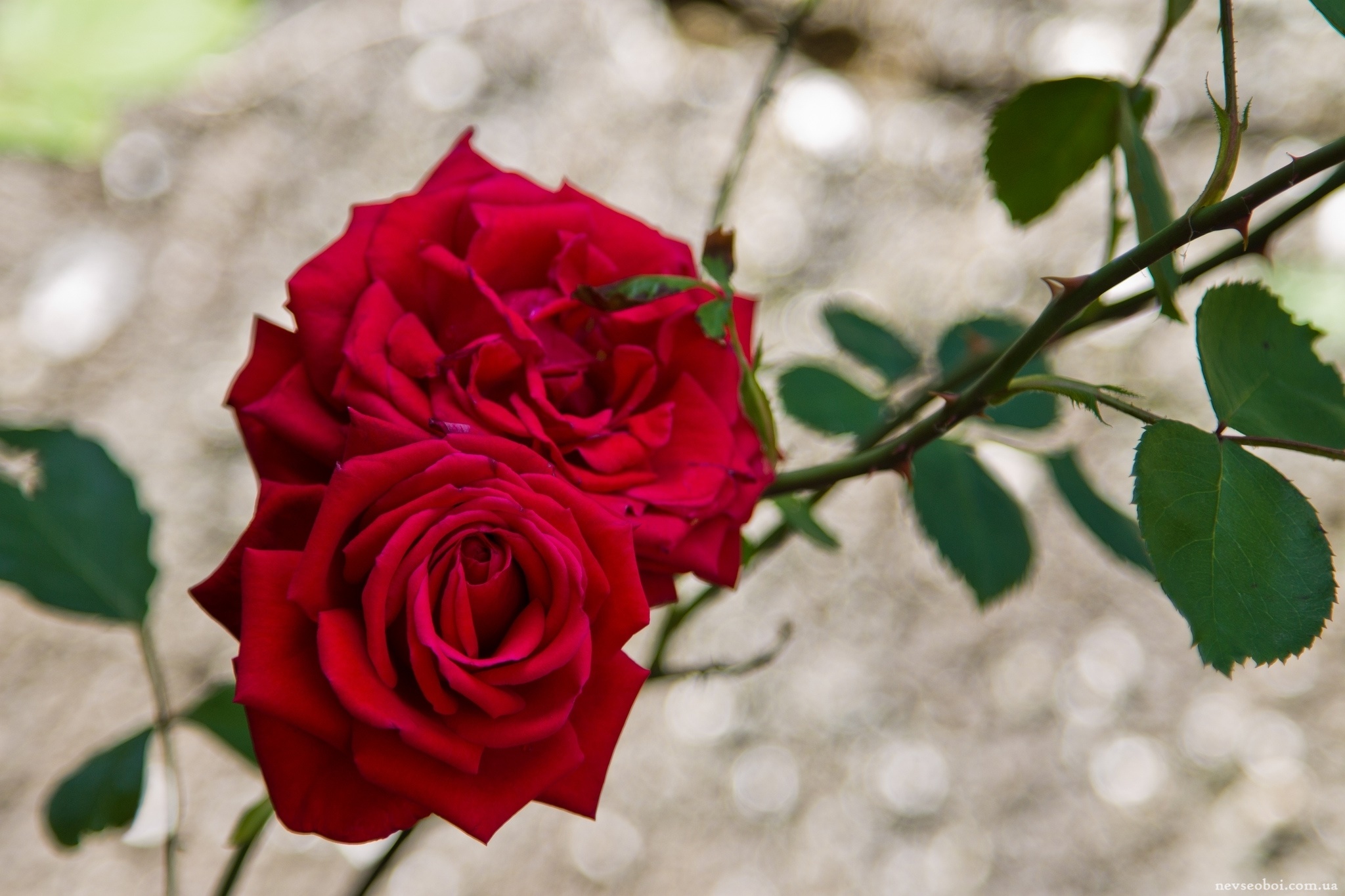 Сделать 2 фото розы. Красные розы. Ветка розы. Три красные розы. Розы фото красивые.